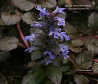Ajuga reptans Chocolate Chip, Chocolate Chip Bugle Weed