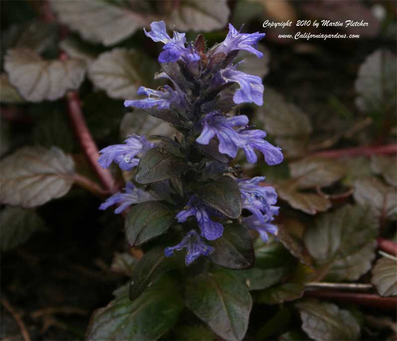 Ajuga Chocolate Chip