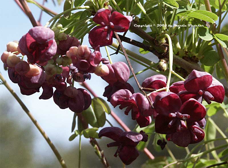 Akebia quinata, Chocolate Vine