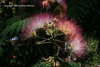 Mimosa Tree, Albizia julibrissin