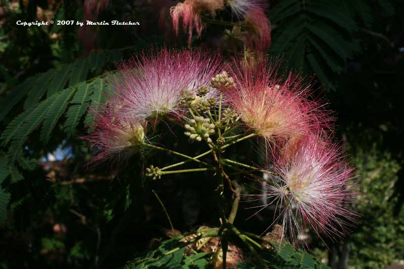 Albizia julibrissin | Silk Tree, Mimosa | California Gardens