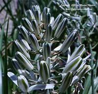 Albuca nelsonii, Natal Albuca