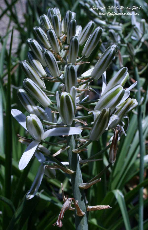 Albuca nelsonii, Natal Albuca