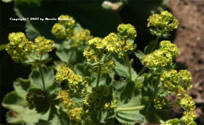 Alchemilla mollis, Lady's Mantle