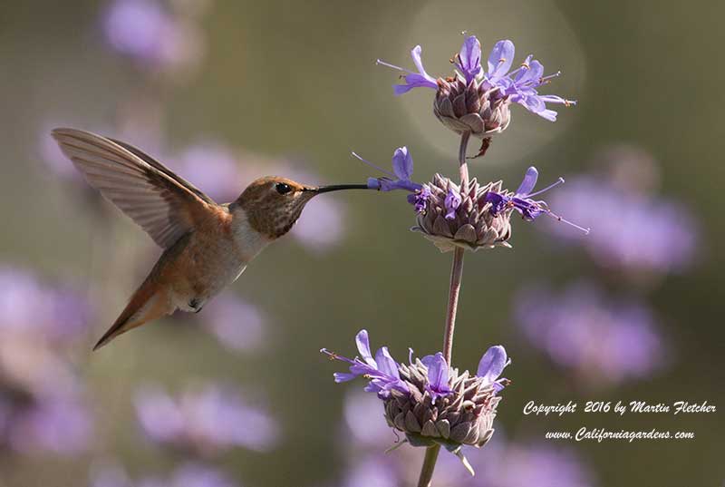 Allens Hummingbird on Sage