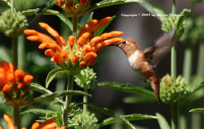 Attracting Wildlife, Allens Hummingbird
