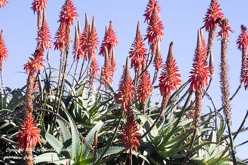 Aloe arborescens, Torch Aloe