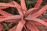Aloe cameronii, Cameron's Ruwari Aloe, Red Aloe