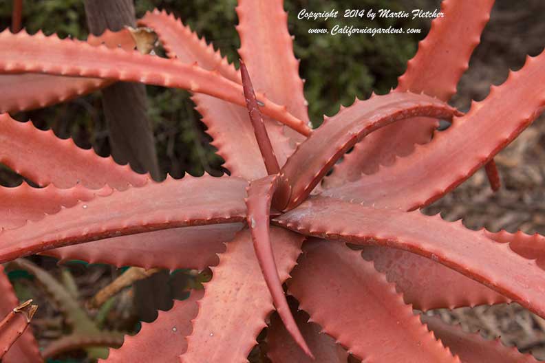 Aloe cameronii, Red Aloe, Cameron's Ruwari Aloe