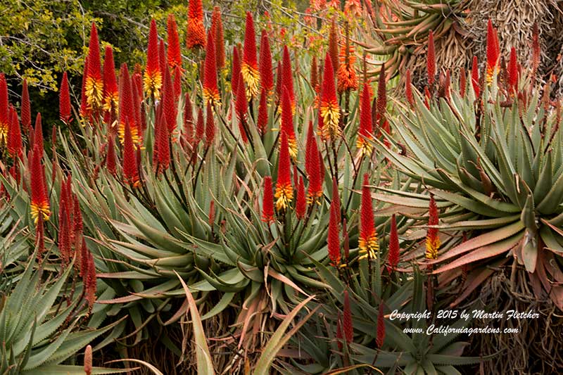 Aloe principis