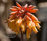 Aloe sinkatana