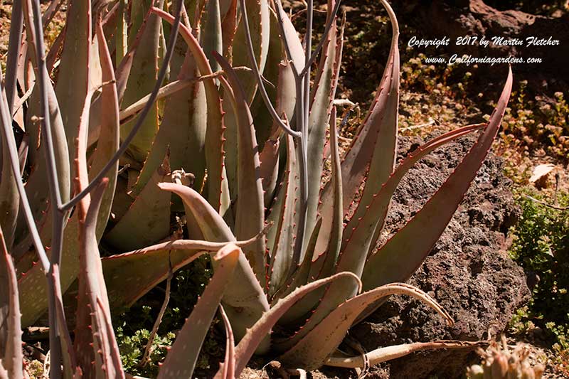 Aloe sinkatana leaves