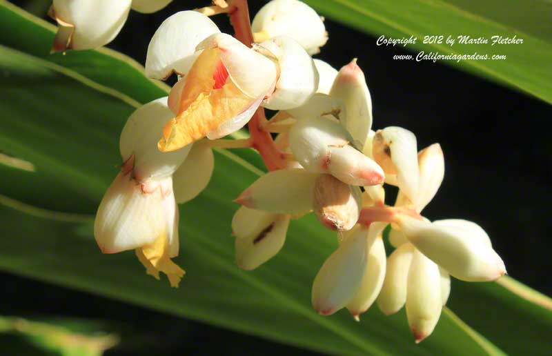 Alpinia zerumbet variegata, Variegated Shell Ginger