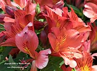Alstroemeria Eliane Orange, Eliane Orange Peruvian Lily