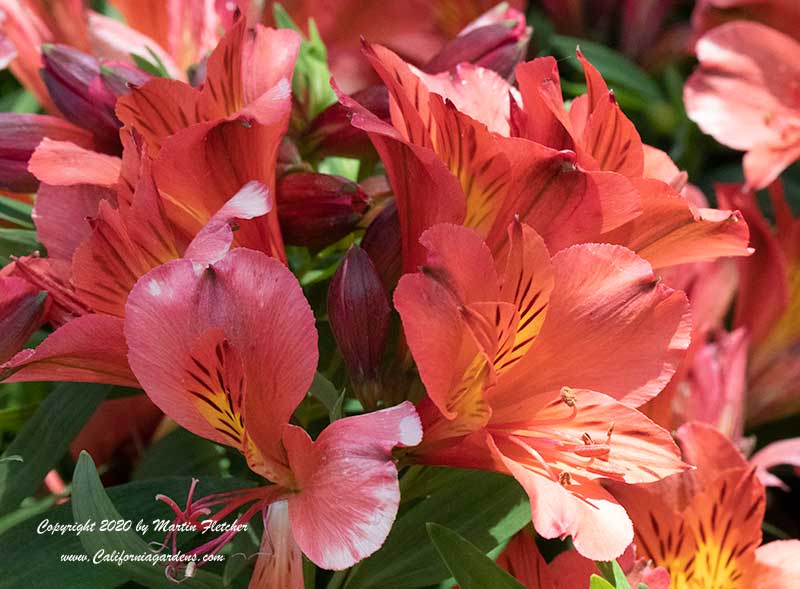 Alstroemeria Eliane Orange, Eliane Orange Peruvian Lily