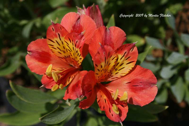 Alstroemeria Flame, Red Peruvian Lily