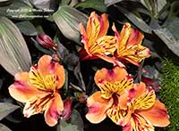 Alstroemeria Indian Summer, Indian Summer Peruvian Lily