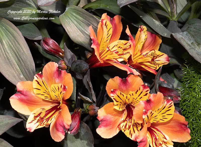 Alstroemeria Indian Summer, Indian Summer Peruvian Lily