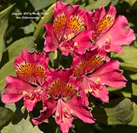 Alstroemeria Ligtu Hybrids, Magenta Peruvian Lily