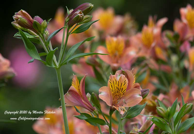 Alstroemeria Salmon, Salmon Peruvian Lily