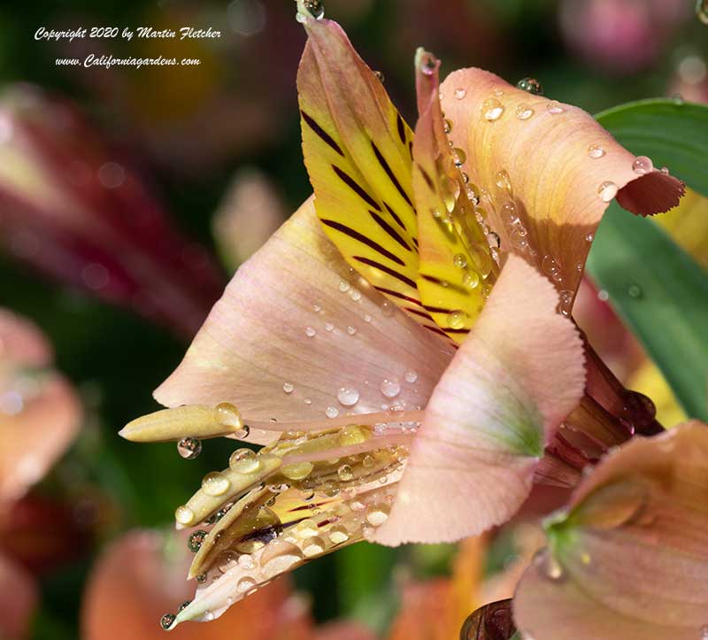 Alstroemeria Salmon, Salmon Peruvian Lily