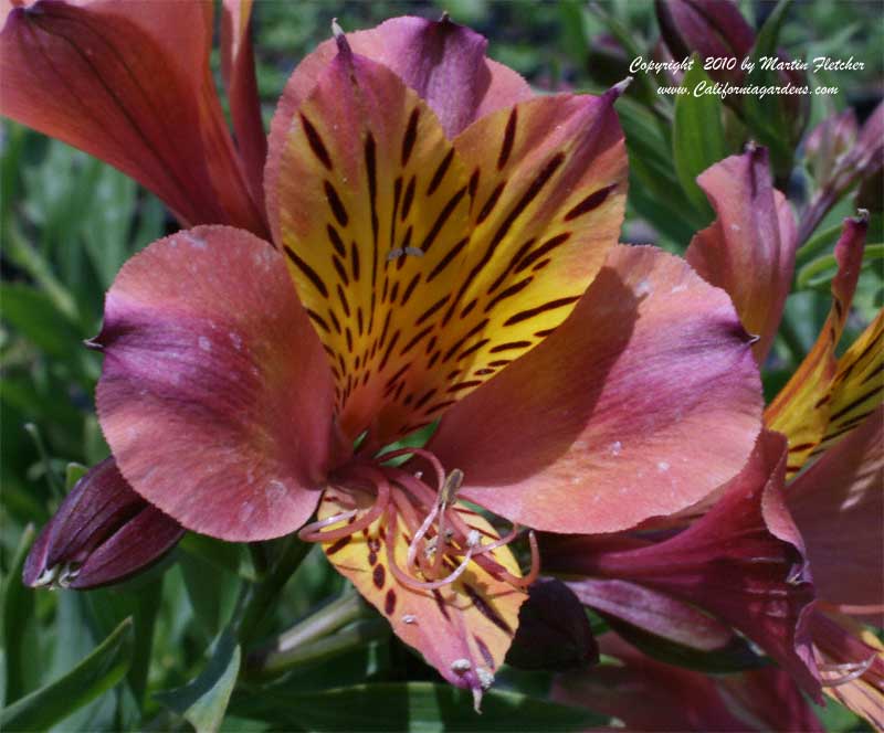 Alstroemeria Salmon, Salmon Peruvian Lily