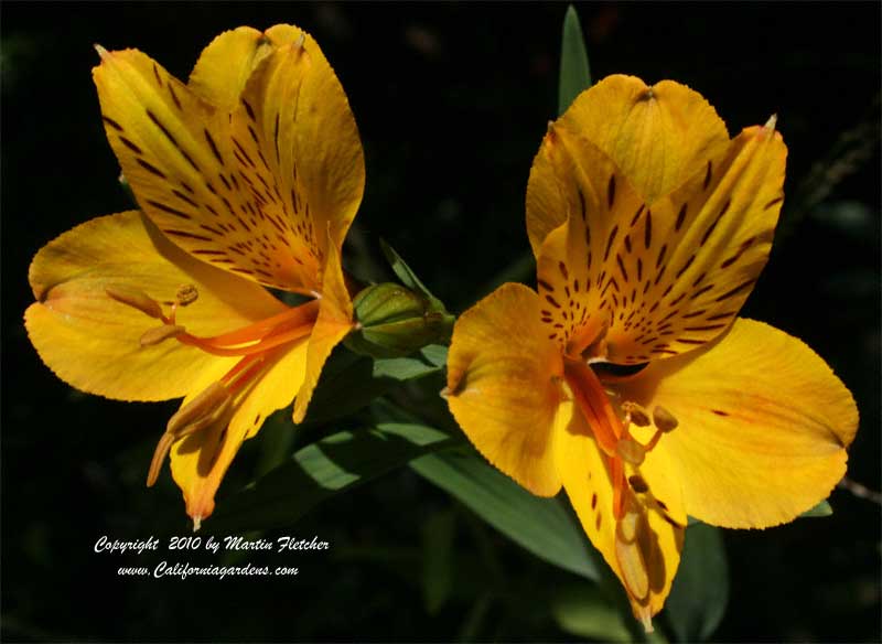 September Garden Calendar, Alstromeria Sussex Gold