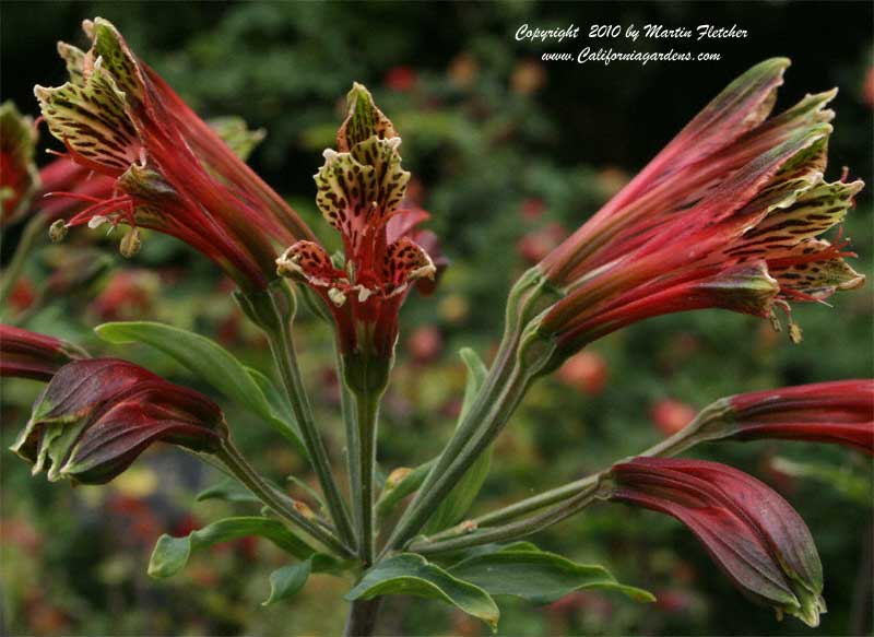 Alstroemeria psittacina, Parrot Lily