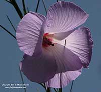 Alyogyne hakeifolia, Red Centered Hibiscus