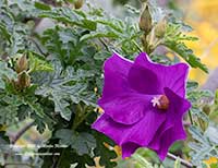Alyogyne huegelii Mood Indigo, Mood Indigo Blue Hibiscus