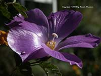 Alyogyne huegelii Monterey Bay, Monterey Bay Blue Hibiscus