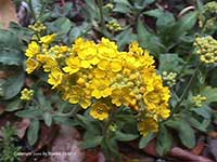 Alyssum saxatile, Golden Alyssum, Basket of Gold