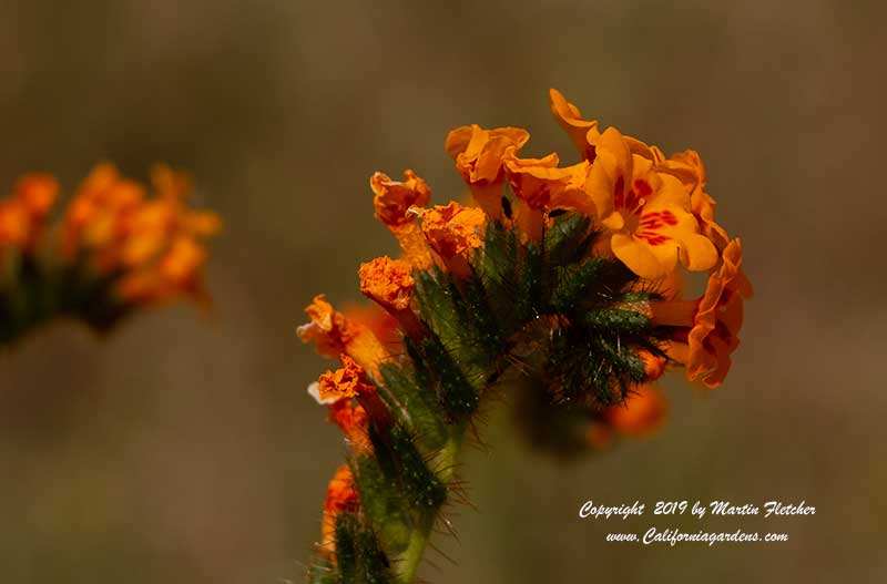 Amsinkia tessellata, Bristly Fiddleneck, Devil's Lettuce