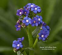 Anchusa capensis, Summer Forget Me Not