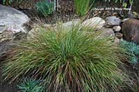 Anemanthele lessoniana, New Zealand Wind Grass