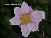 Anemone Alice, Semidouble Pink Japanese Anemone
