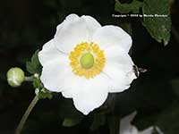 Anemone Honorine Jobert, Single White Japanese Anemone