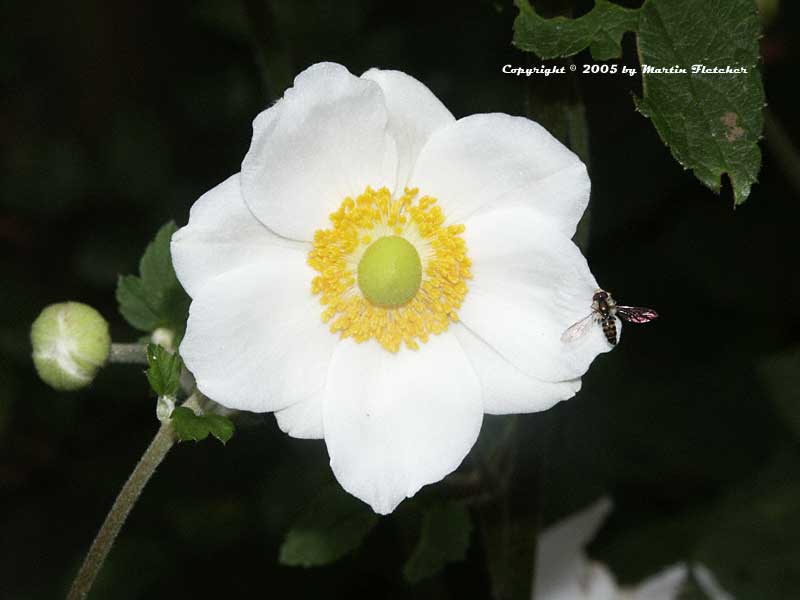 Anemone Honorine Jobert, Single White Windflower