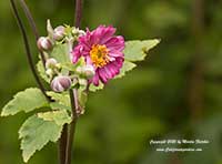 Anemone Prince Henry, Double Pink Japanese Anemone