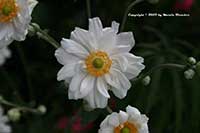 Anemone Whirlwind, Double White Japanese Anemone