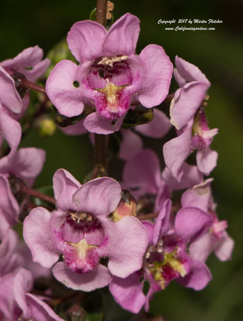 Pink Angelonia angustifolia, Summer Snapdragon