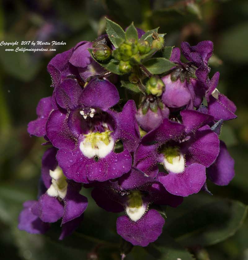 Angelonia angustifolia, Summer Snapdragon