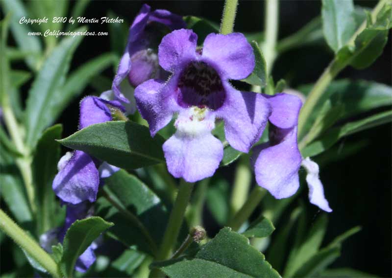 Angelonia angustifolia, Summer Snapdragon