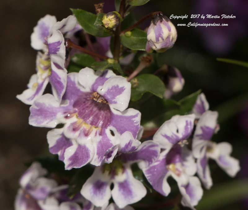 Lavender Pink and white Angelonia angustifolia, Summer Snapdragon