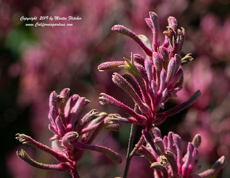 Anigozanthos Pink Joey, Pink Joey Kangaroo Paws