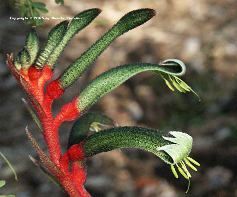 Anigozanthus Royal Cheer, Royal Cheer Kangaroo Paws