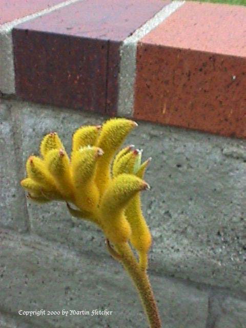 Anigozanthus Bush Lantern, Kangaroo Paws