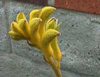 Anigozanthos Bush Lantern, Bush Lantern Kangaroo Paws