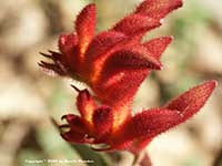 Anigozanthos Bush Ranger, Bush Ranger Kangaroo Paws
