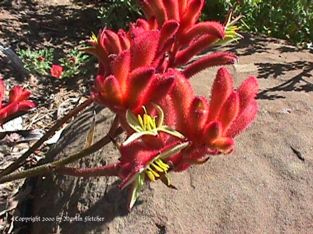 Anigozanthus Bush Ember, Kangaroo Paws